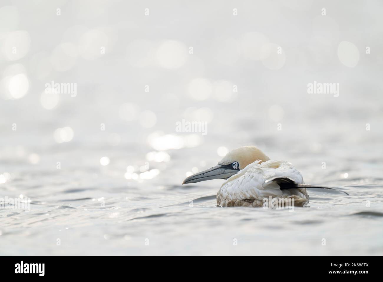 Northern Gannet Morus bassanus, ein kranker Erwachsener auf der Oberfläche des Meeres neben einem Küstensumpfgebiet bei Flut, Lincolnshire, Großbritannien, August Stockfoto