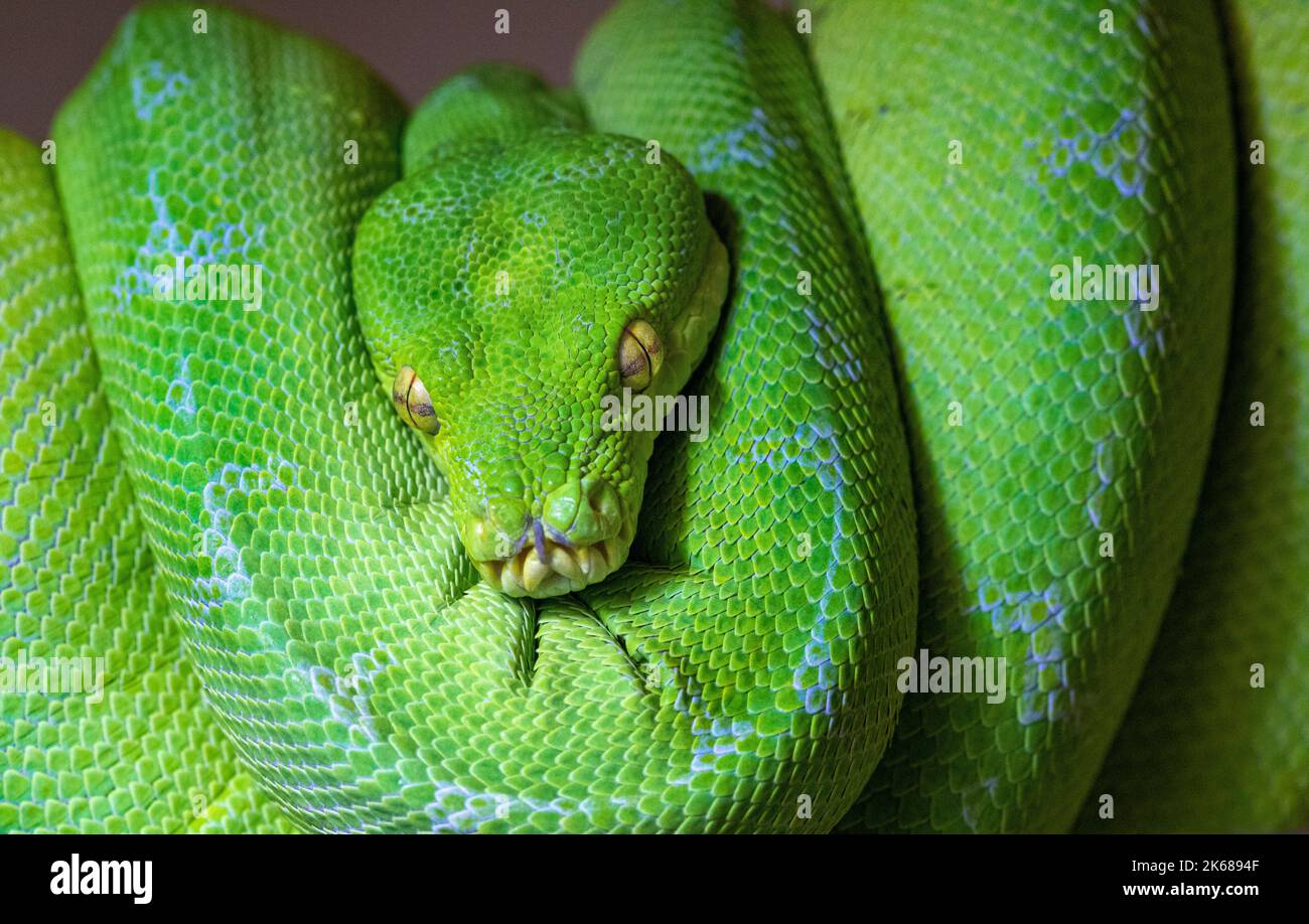 ‘Lime’, ein detailliertes Porträt einer Manokwari Green Tree Python, die sich auf einem Zweig zusammenrollt. Stockfoto