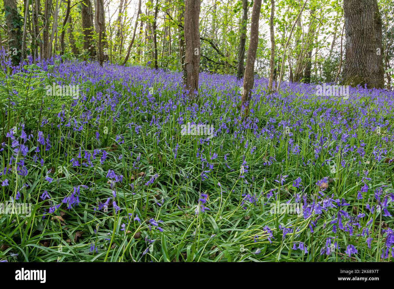 Teppich aus Bluebell-Blumen und Waldland Blick: Waldboden mit einer Masse von Bluebells (Hyacinthoides non-scripta) unter Verwendung der Spring Light #2 Stockfoto Teppich aus Bluebell-Blumen und Waldland Blick: Waldboden mit einer Masse von Bluebells (Hyacinthoides non-scripta) unter Verwendung der Spring Light #2 Stockfoto
