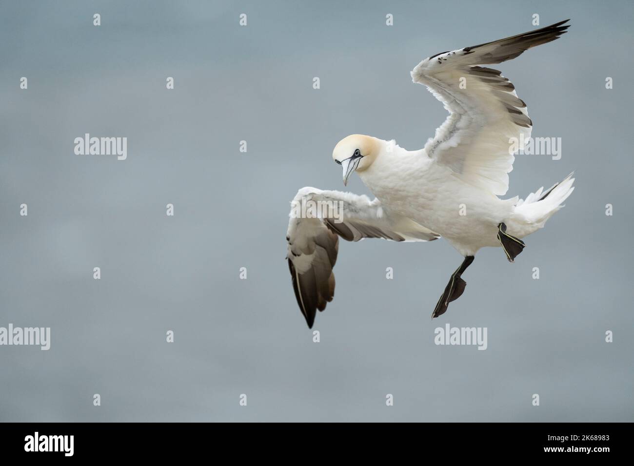 Nördlicher Gannet Morus bassanus, ein einziger 4.-jähriger gefiederter Vogel im Flug, Yorkshire, Großbritannien, August Stockfoto