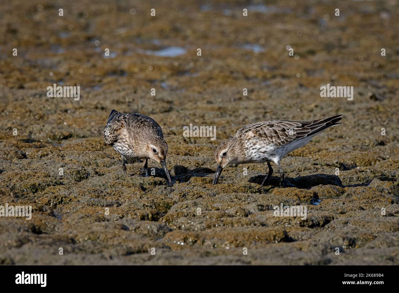 Dunlin-Fütterung Stockfoto