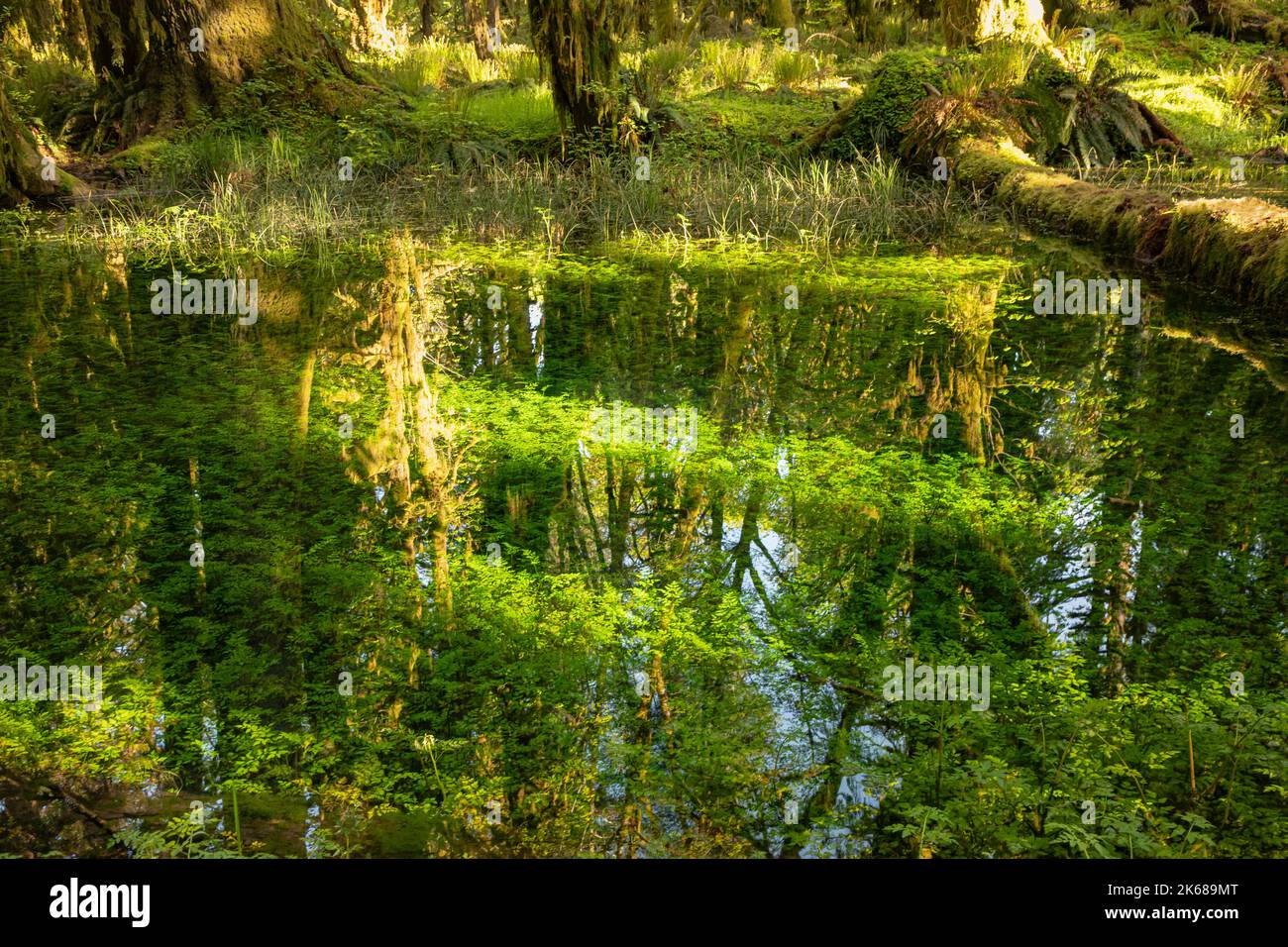 WA22205-00...WASHINGTON - Sonnentag im Regenwald mit Bäumen, die sich in einem Teich entlang des Maple Glade Nature Trail spiegeln. Stockfoto