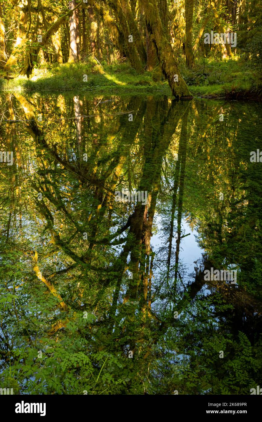 WA22205-00...WASHINGTON - Sonnentag im Regenwald mit Bäumen, die sich in einem Teich entlang des Maple Glade Nature Trail spiegeln. Stockfoto