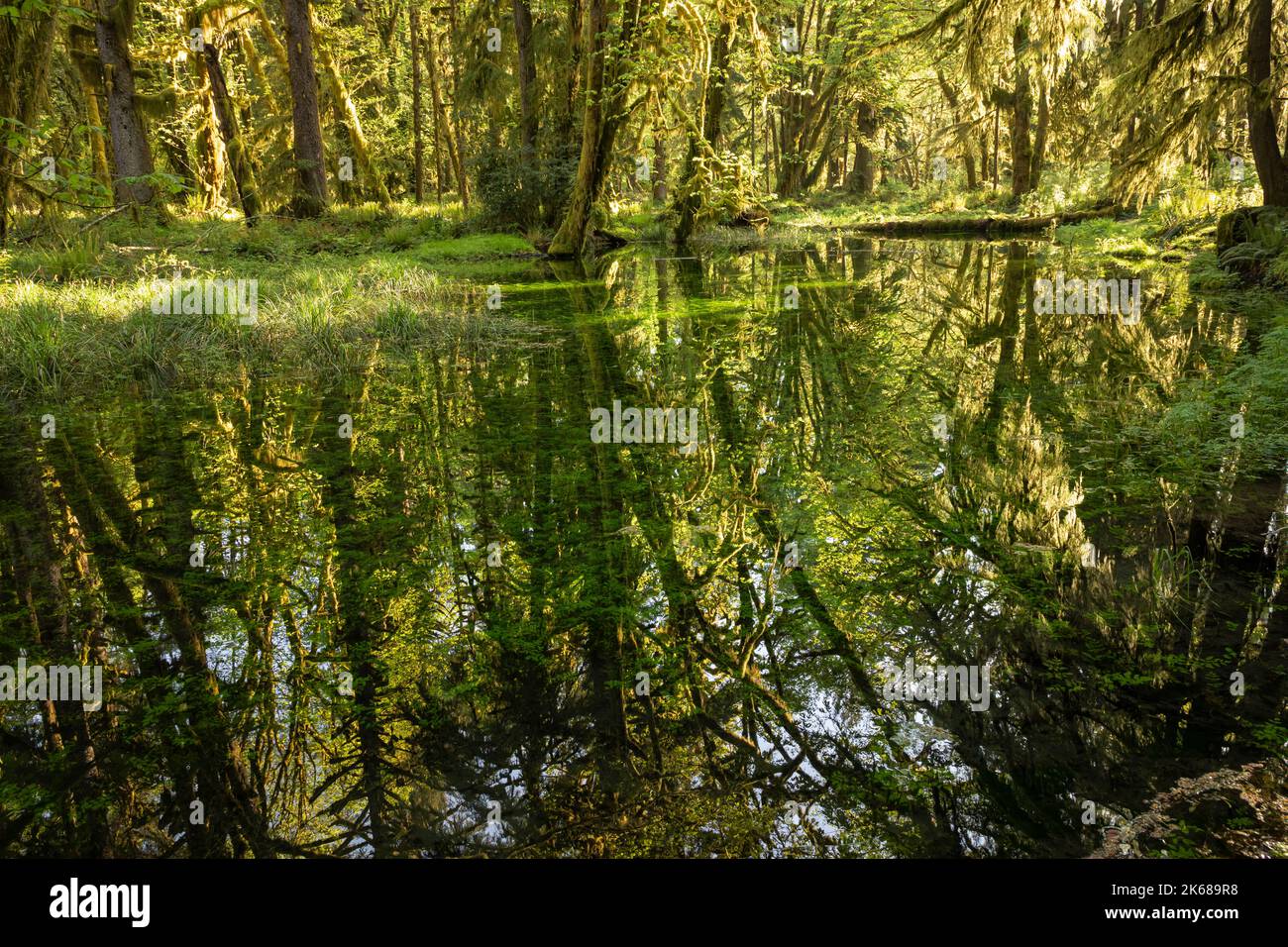 WA22207-00...WASHINGTON - Sonnentag im Regenwald mit Bäumen, die sich in einem Teich entlang des Maple Glade Nature Trail spiegeln. Stockfoto