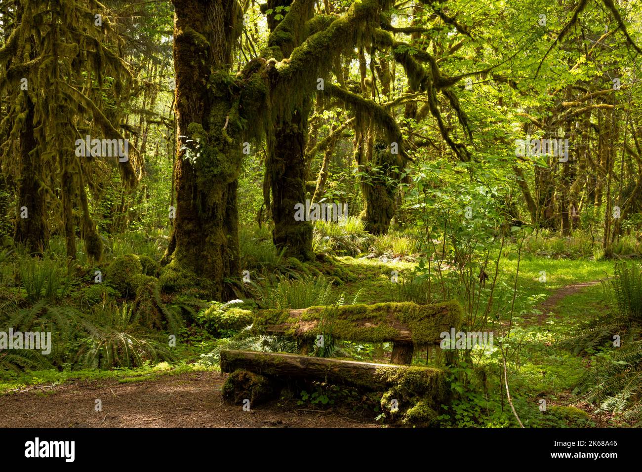 WA22217-00...WASHINGTON - Moosbedeckte Bank unter einem moosbedeckten Big Leaf Ahornbaum im Quinault Regenwald, Maple Glade Trail, Olympic NP. Stockfoto