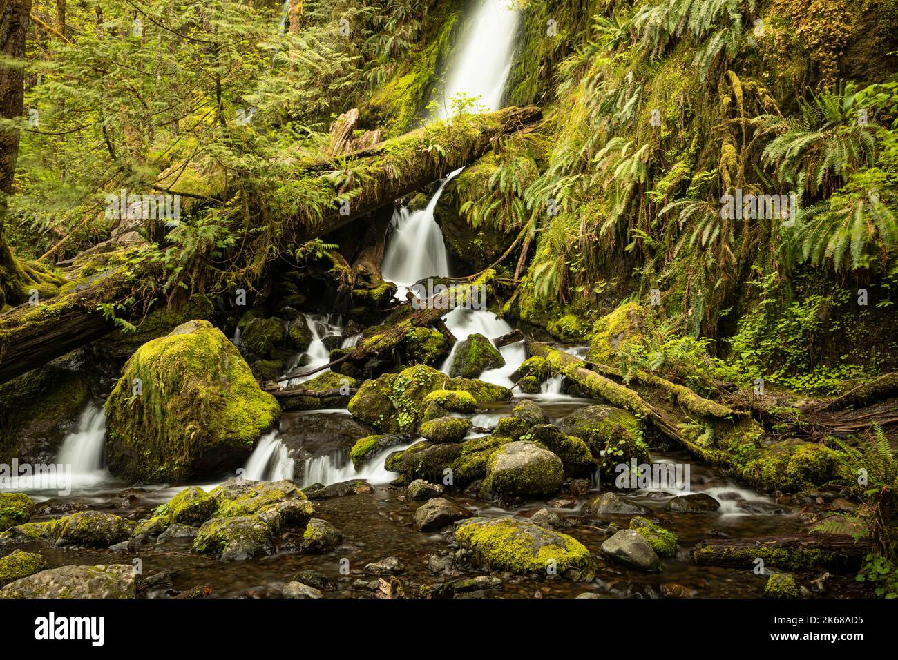 WA22223-00...WASHINGTON - Merriman fällt auf Merriman Creek im Quinault Regenwald des Olympic National Forest. Stockfoto