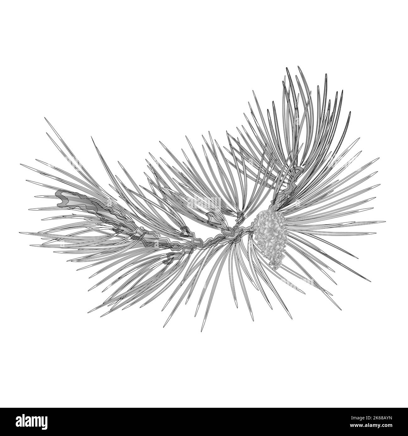 Kiefer Zweig und Kiefer Kegel als Vintage Gravur Vektor Stock Vektor