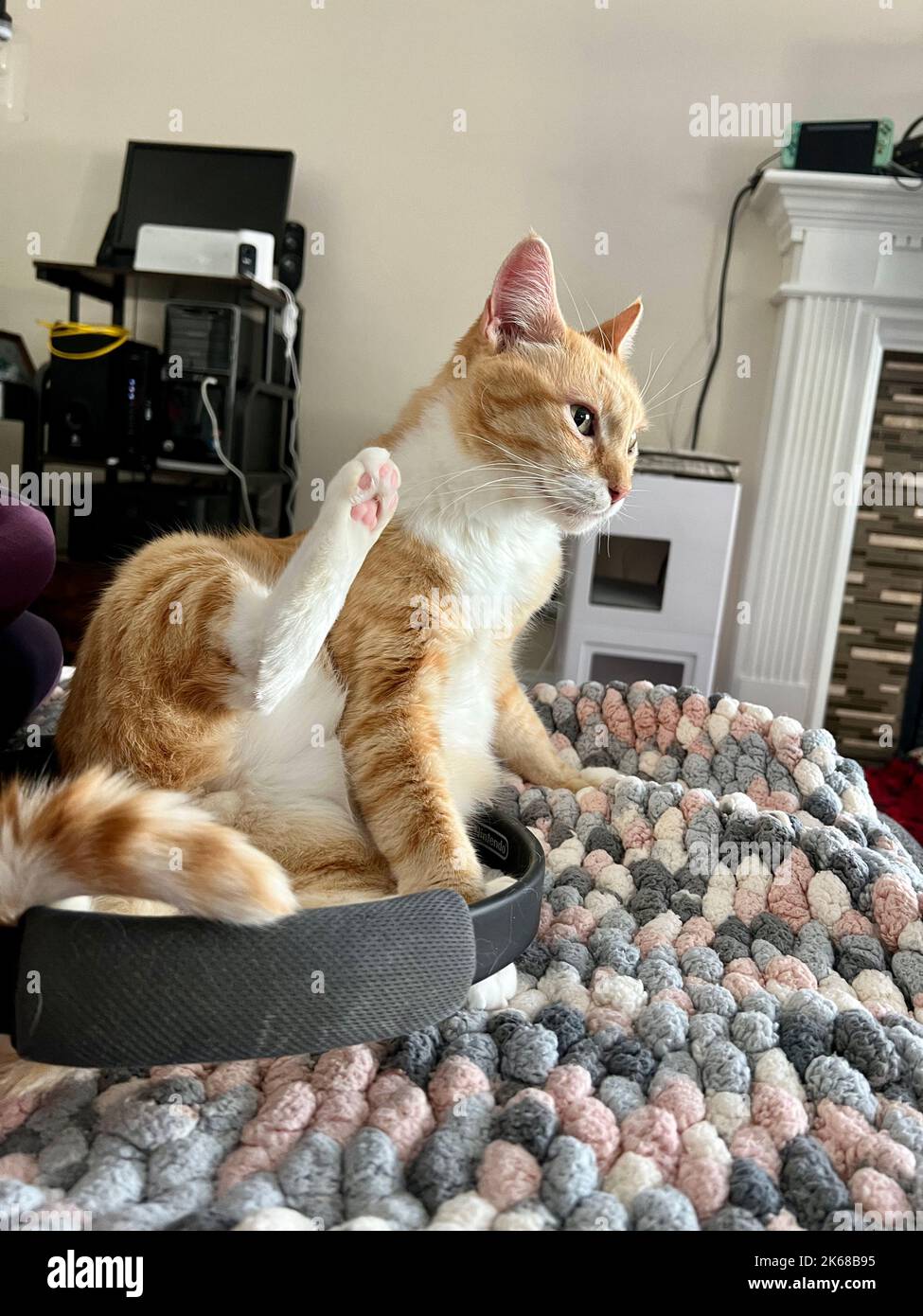 Mika, die orange gestromte, chillt auf der Soofa Stockfoto