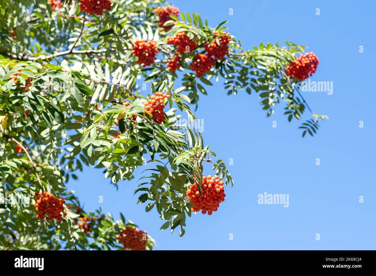 Vogelgruppen wiegen im Wind. An einem klaren, sonnigen Tag verzweigt sich der Rowan-Baum gegen den blauen Himmel. Natur. Ernte von roten und orangen Beeren. Heilpflanze. Bergasche - Europäische Sorbus aucuparia. Stockfoto