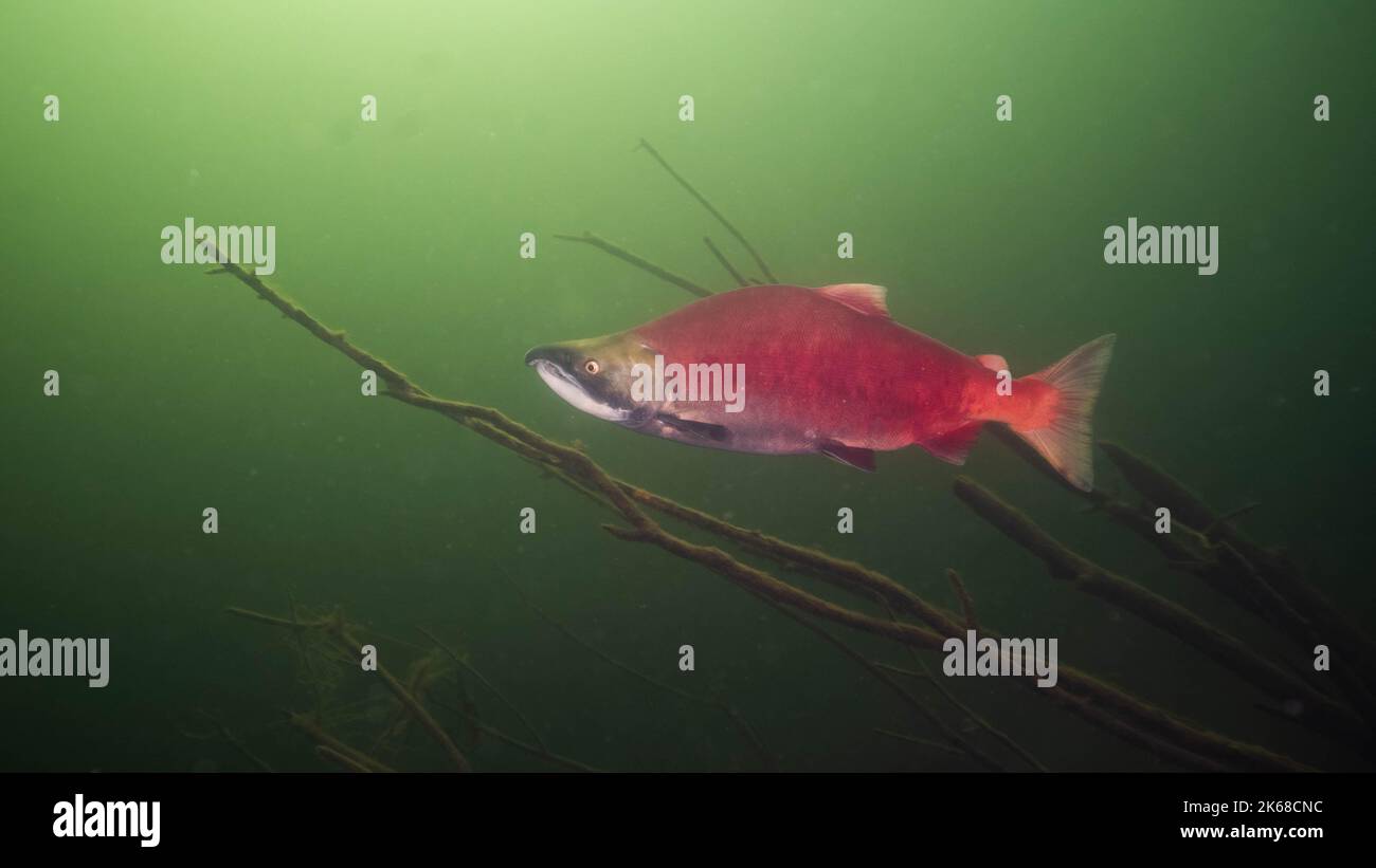 Sockeye-Lachs in den tiefen Gewässern des Shuswap-Sees in British Columbia, Kanada. Stockfoto