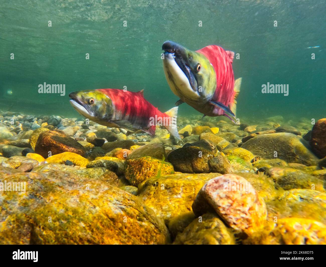 Männlicher und weiblicher Lachs im Adams River, in British Columbia, Kanada. Stockfoto