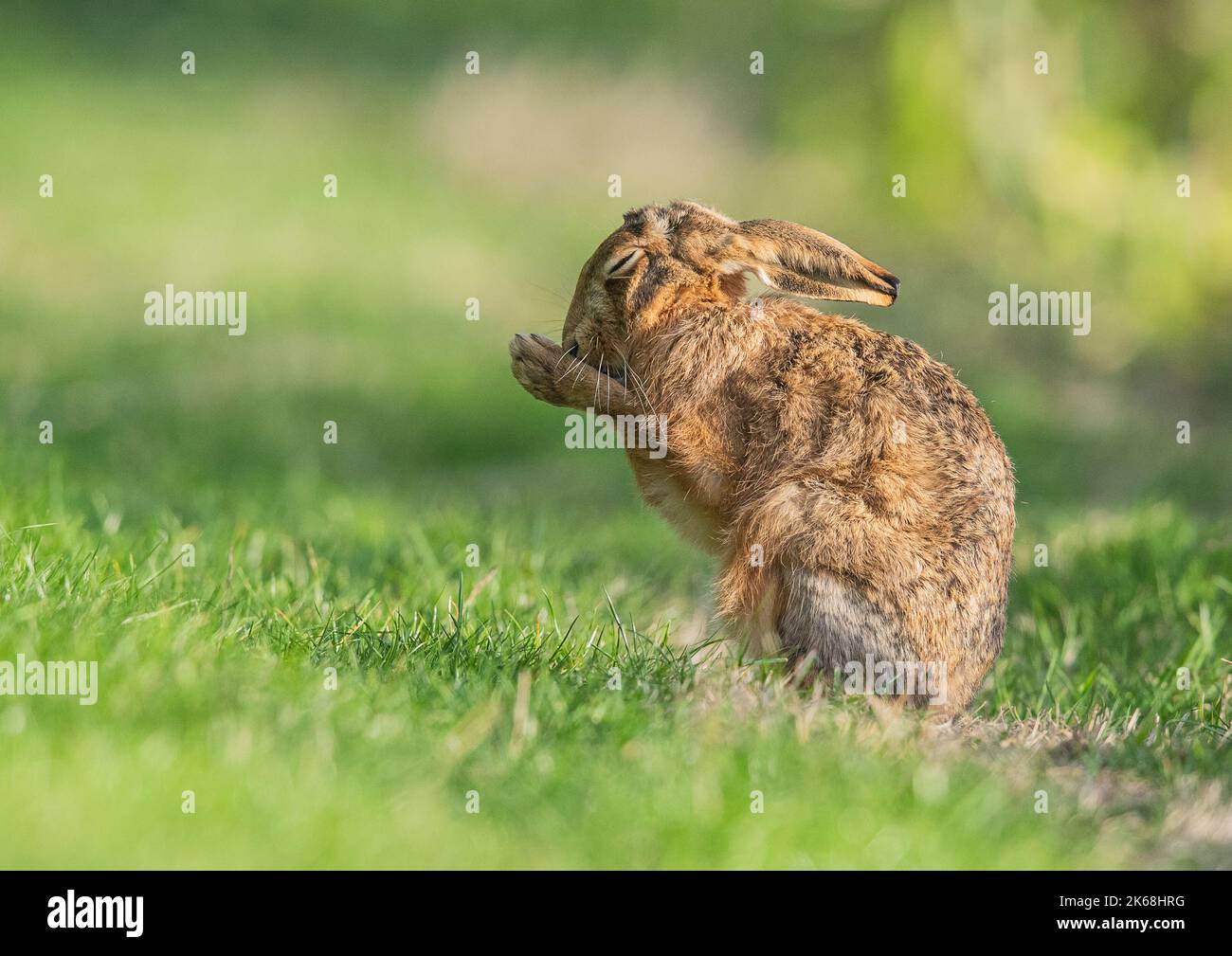 Ein brauner Haie, der aufsitzt, sein Gesicht wascht oder sich mit seinen Pfoten einen Wunsch macht. Eine niedliche Aufnahme eines schüchternen wilden Tieres. Suffolk, Großbritannien Stockfoto