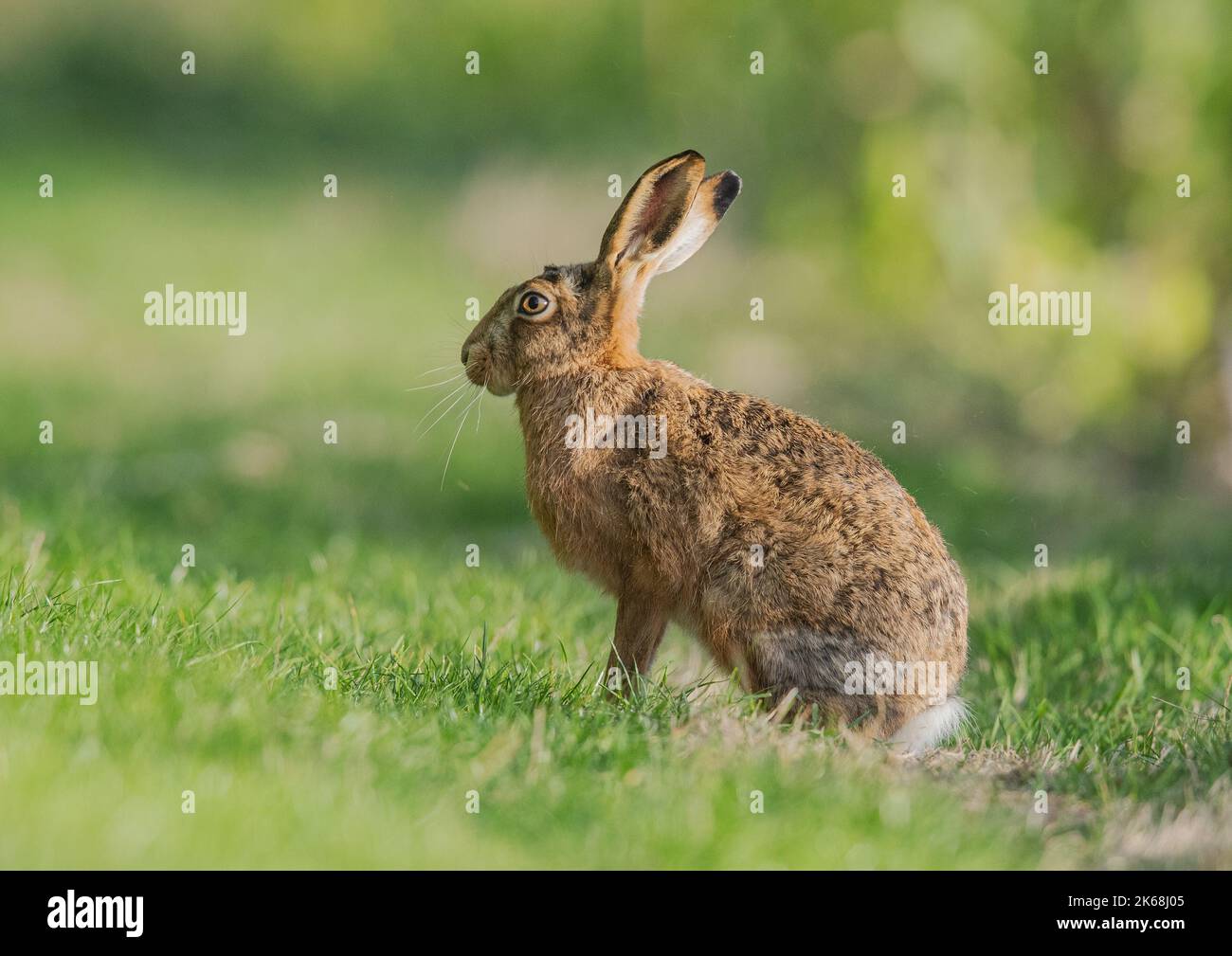 Ein großer, gesunder Brauner Hase, der seitlich zur Kamera sitzt und Details seines orangefarbenen Auges, großer Ohren und meliertem braunen Pelz zeigt - Suffolk, Großbritannien Stockfoto