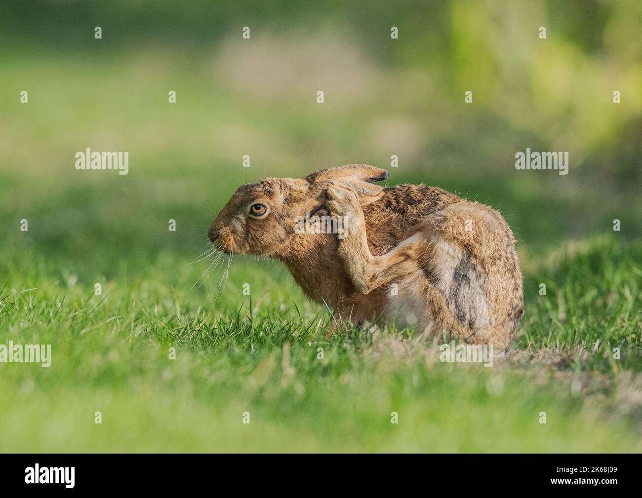Eine einzigartige Aufnahme eines braunen Hase (Lepus europaeus), der sich mit einem großen Hinterfuß am Ohr kratzt. Suffolk, Großbritannien Stockfoto