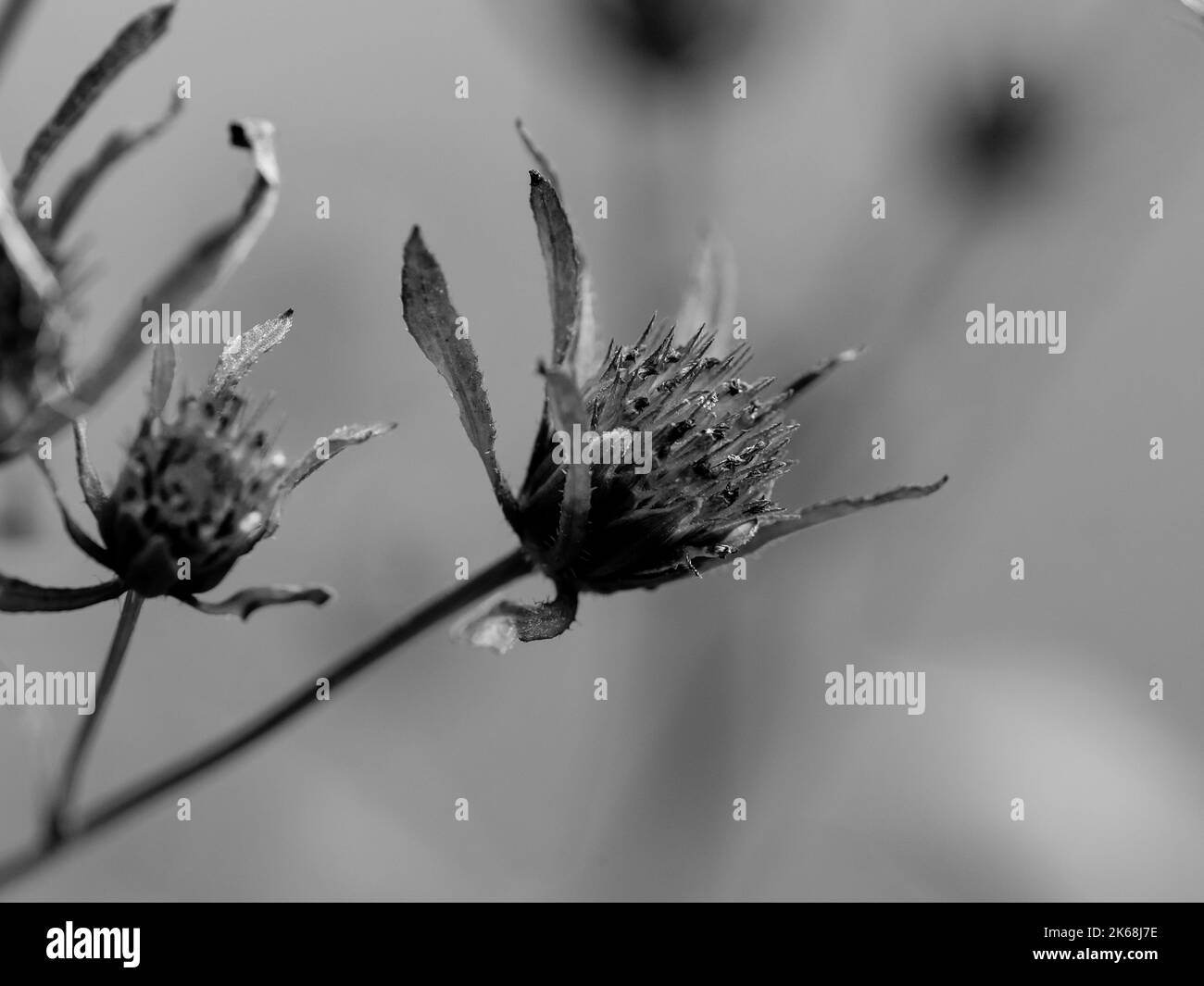 Makrofotografie einer Blume: Detailaufnahme einer Blume mit Hintergrundunschärfe. Stockfoto