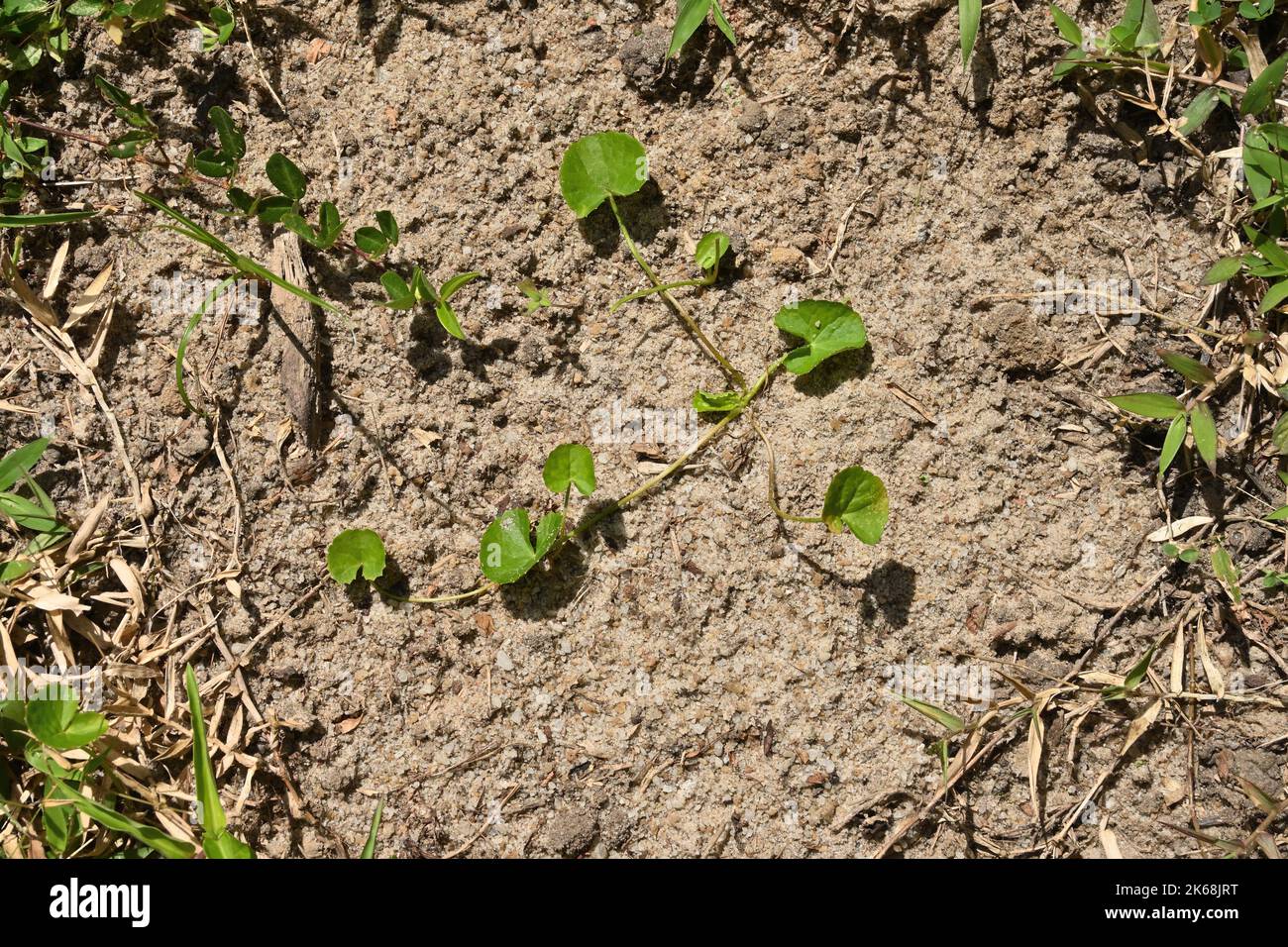 Ansicht eines wachsenden asiatischen Pennywürses oder Heen Gotukola-Werks (Centella Asiatica) auf sandigen Böden mit dem umgebenden Gras Stockfoto