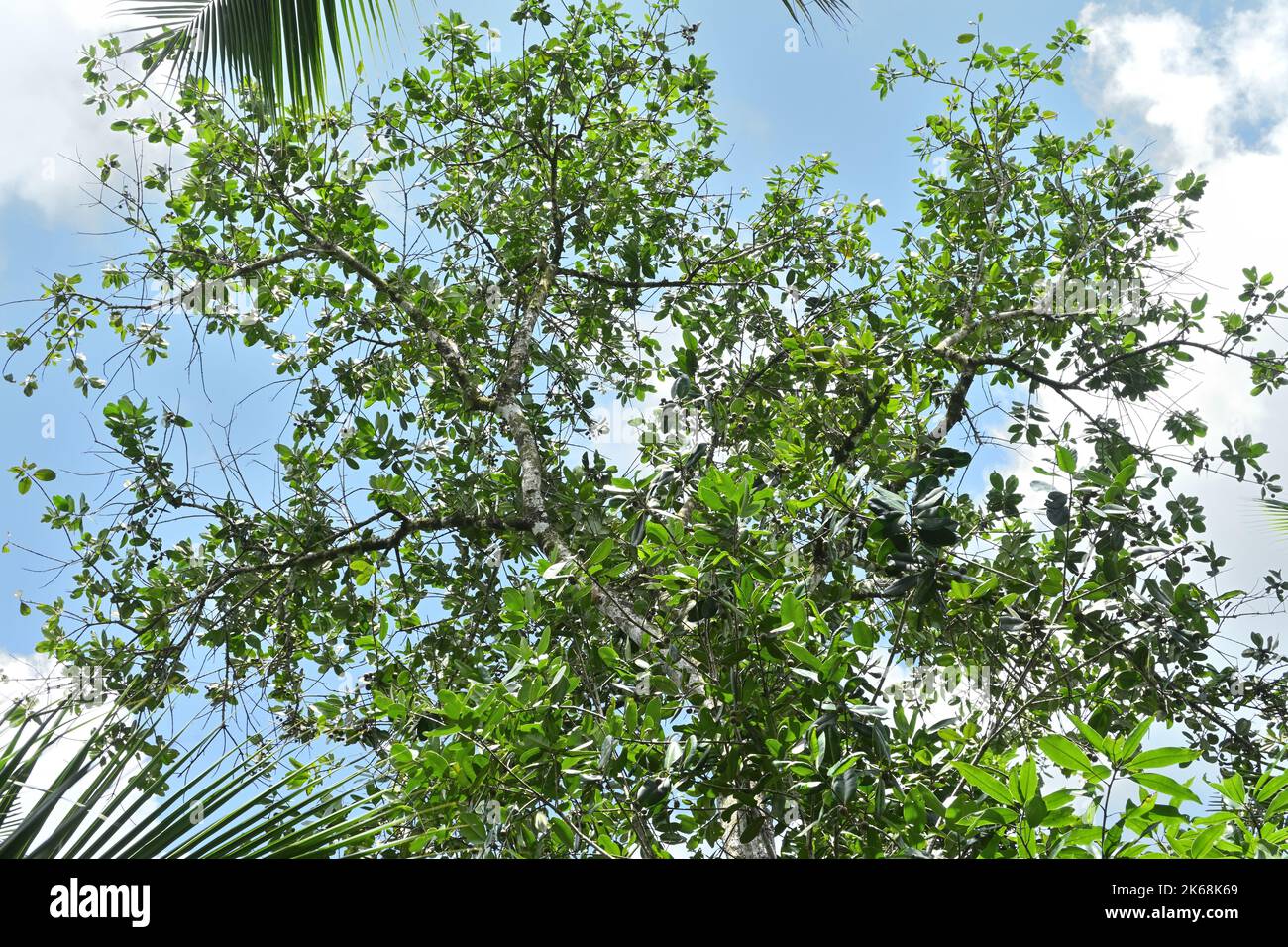 Ein großer Baum der Schönen Blätter oder Domba (Calophyllum inophyllum