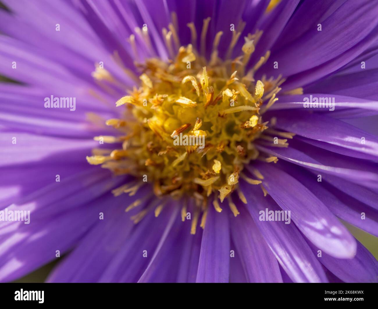 Nahaufnahme von Aster novae-angliae 'Purple Dome', der in einem britischen Garten wächst Stockfoto