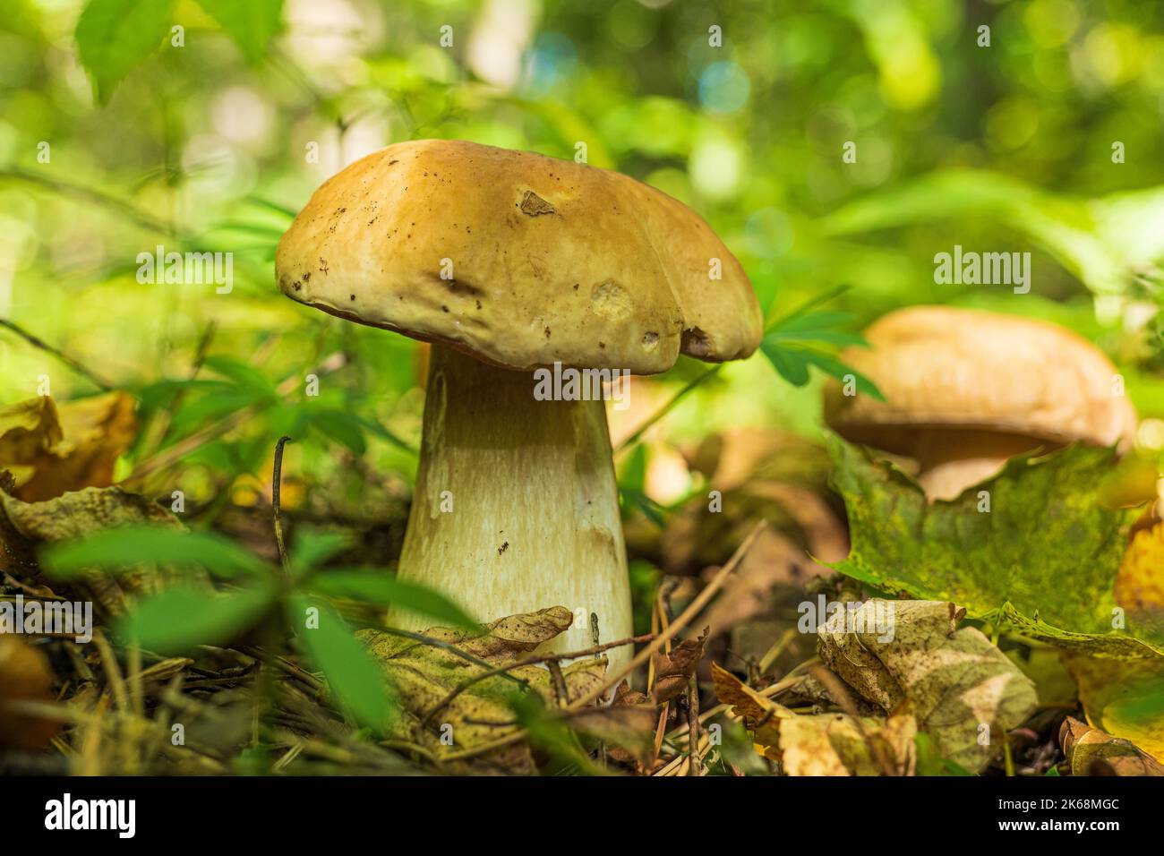 Nahaufnahmen eines Steinpilzes auf dem Waldboden Stockfoto