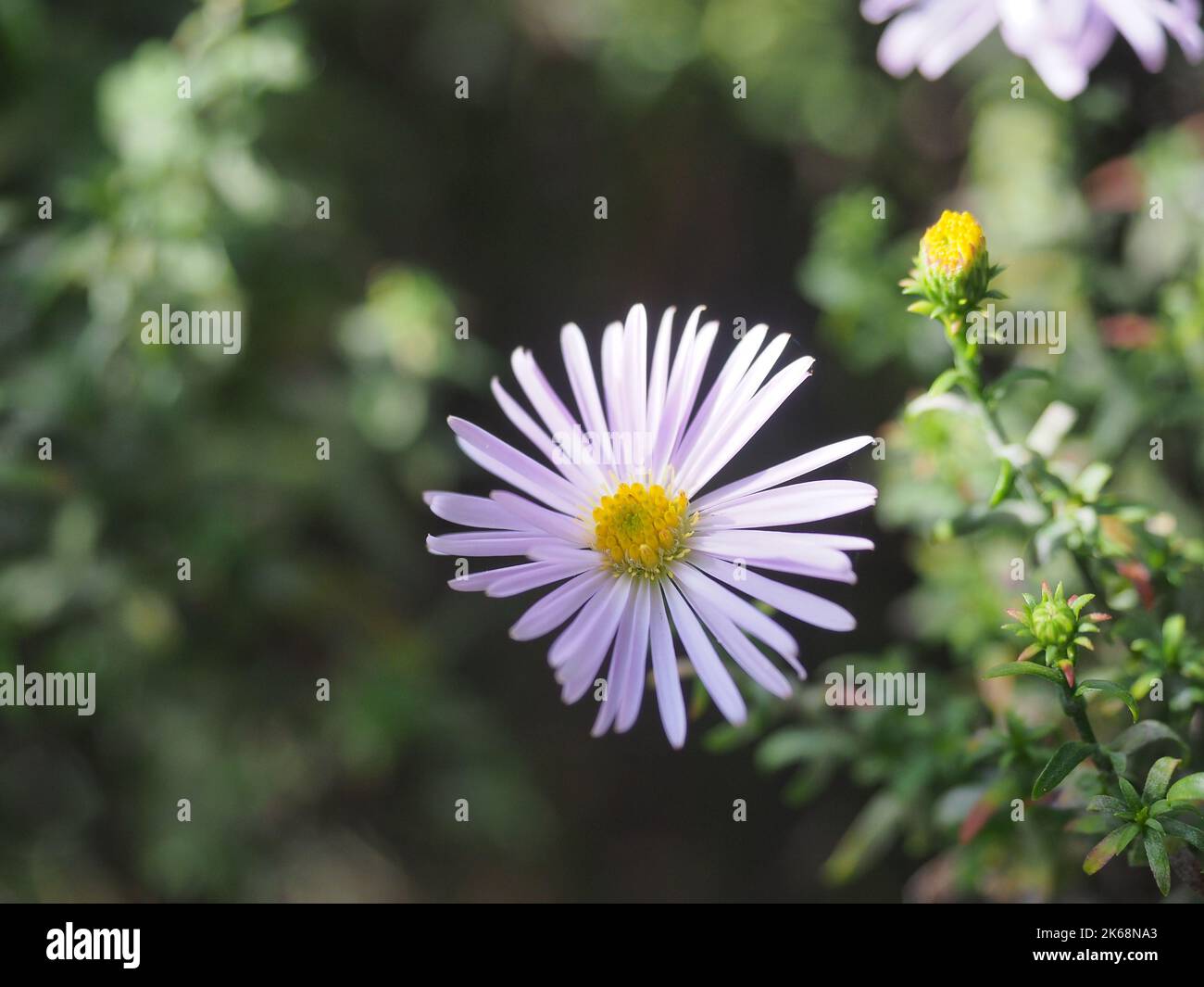 Aster Amellus im Herbstgarten Stockfoto