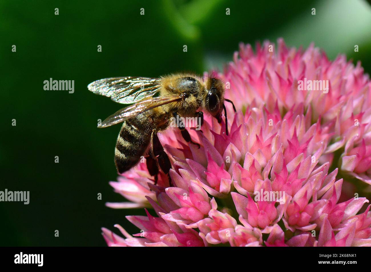 Westliche Honigbiene, Europäische Honigbiene, Abeille européenne, APIs mellifera, háziméh, Ungarn, Budapest, Magyarprszág, Europa Stockfoto