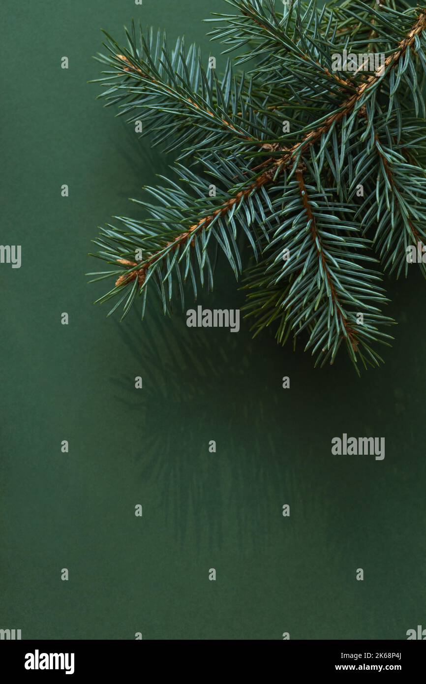 Weihnachten tannenzweig Fotos und Bildmaterial in hoher Auflösung Alamy