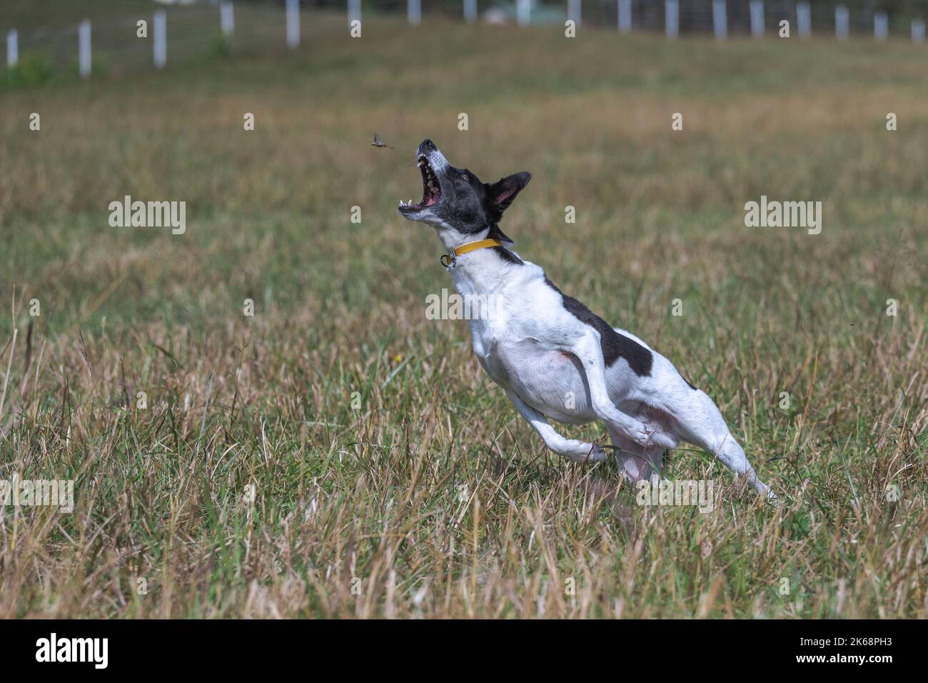 Ein schwarz-weißer Hund, der eine Heuschrecke auf einem Feld jagt Stockfoto