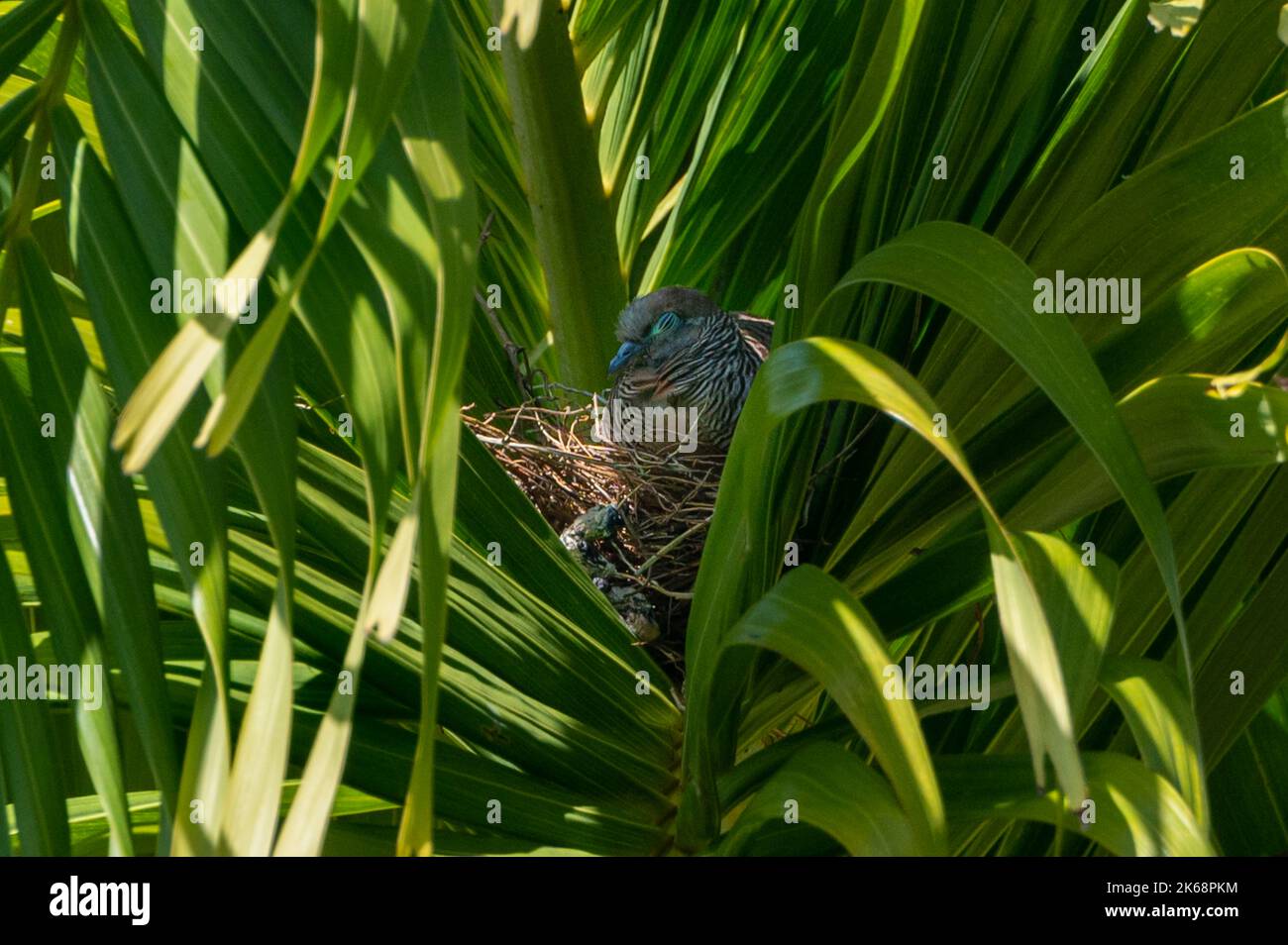 Zebrataube, Geopelia striata, sitzend auf einem Nest zwischen Palmblättern, Grand River South East, Mauritius Stockfoto