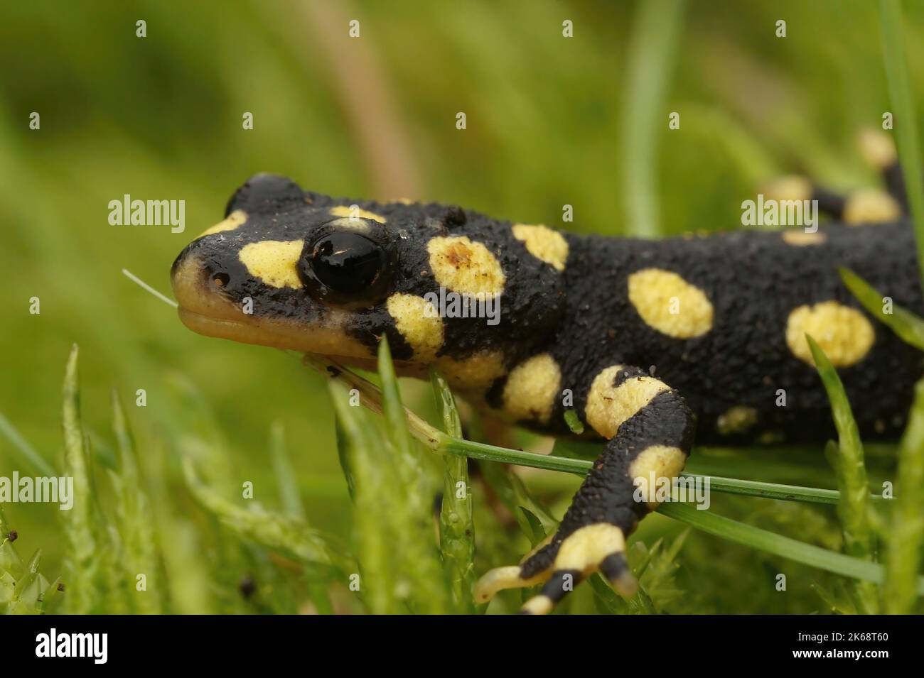 Nahaufnahme eines Jugendlichen vom Aussterben bedrohten Gelbfleck- oder Urmia-Molchs, Neurergus crocatus auf grünem Moos Stockfoto