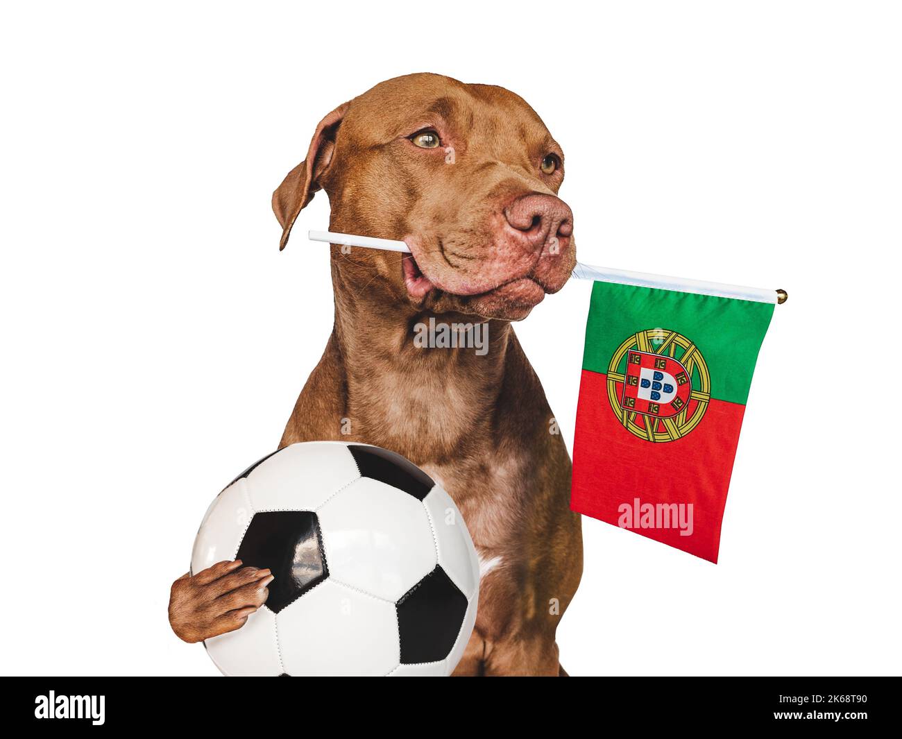 Charmanter, entzückender Welpe, mit Nationalflagge Portugals und Fußball. Vorbereitungen für die WM. Nahaufnahme, innen. Studio-Foto. Konzept o Stockfoto
