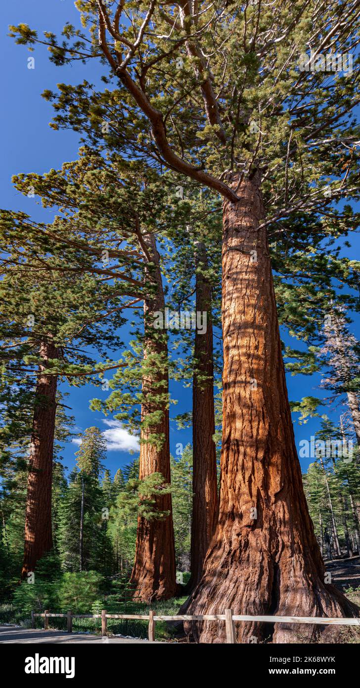 Ginat Sequoia Bäume zeigen ihre Höhe entlang eines Pfades in Mariposa Grove, Yosemite National Park, Kalifornien Stockfoto