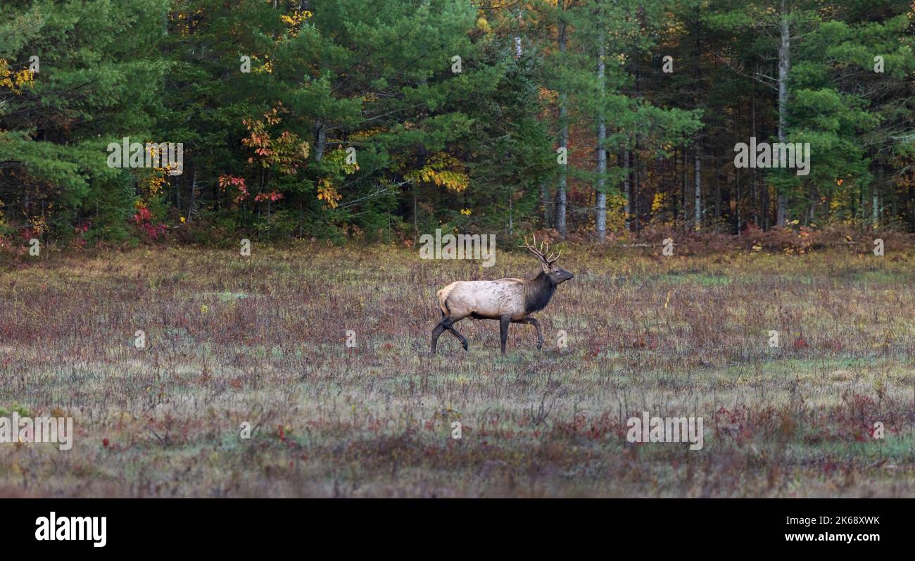 Bullenelch in Clam Lake, Wisconsin. Stockfoto