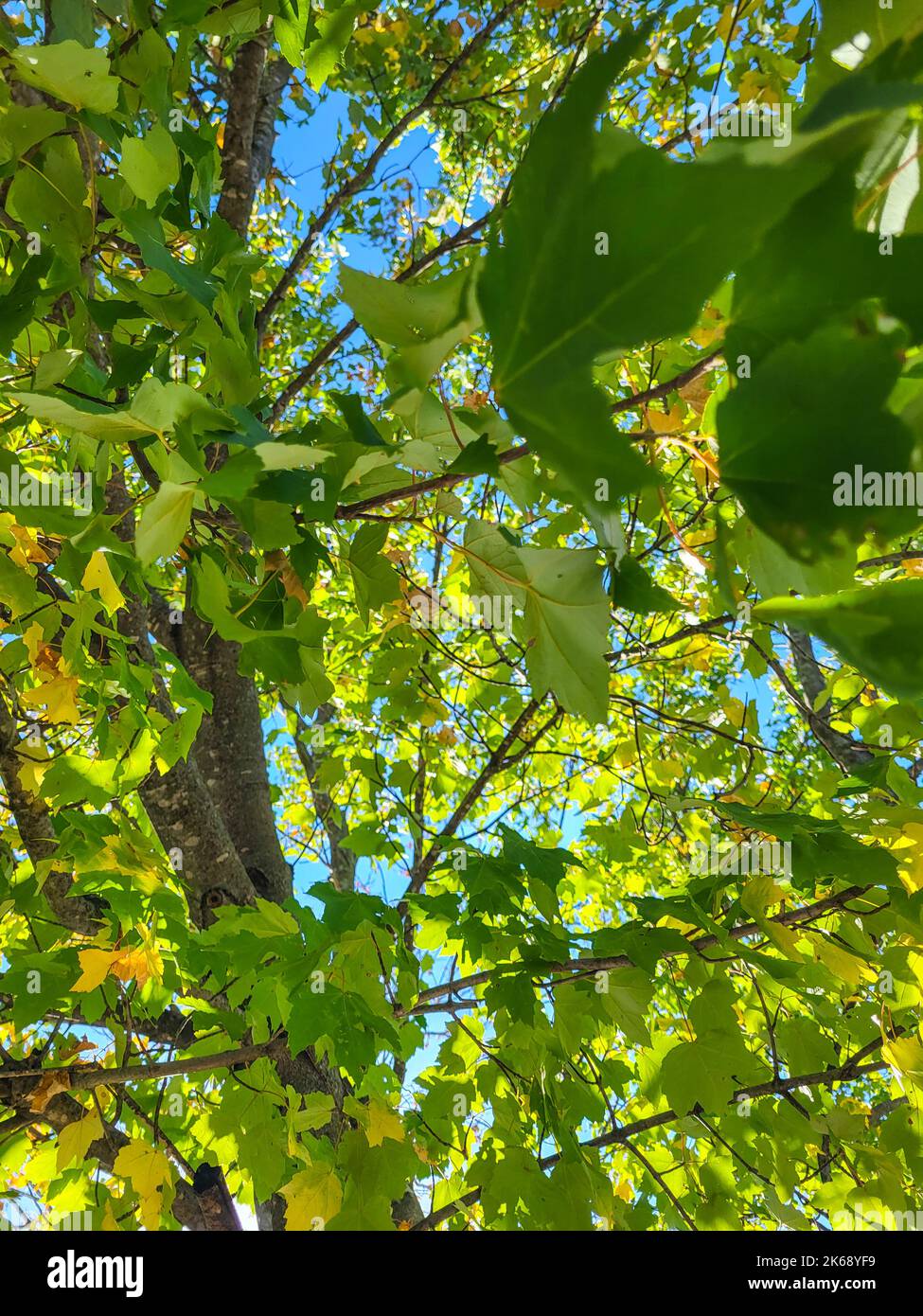 Anfang des Herbstes Blätter abstrakt Stockfoto