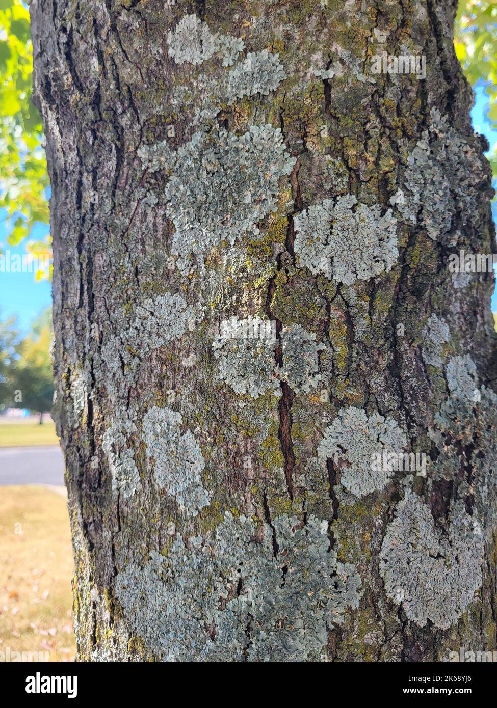 Eine Nahaufnahme von Moosflecken auf einem Baumstamm. Stockfoto