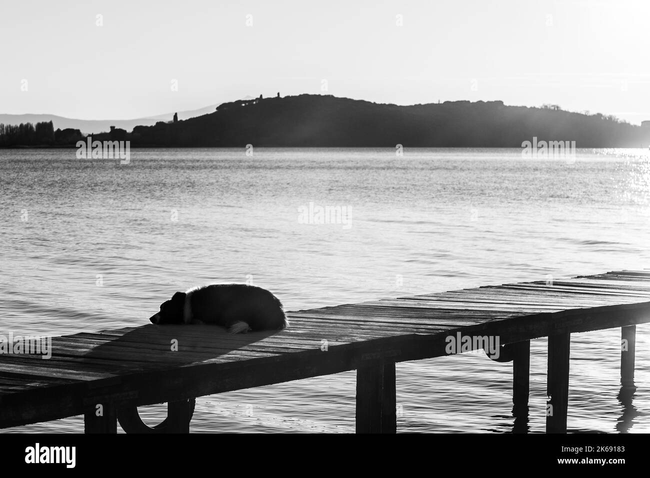 Ein Hund, der auf einem Pier overa ein See Stockfoto