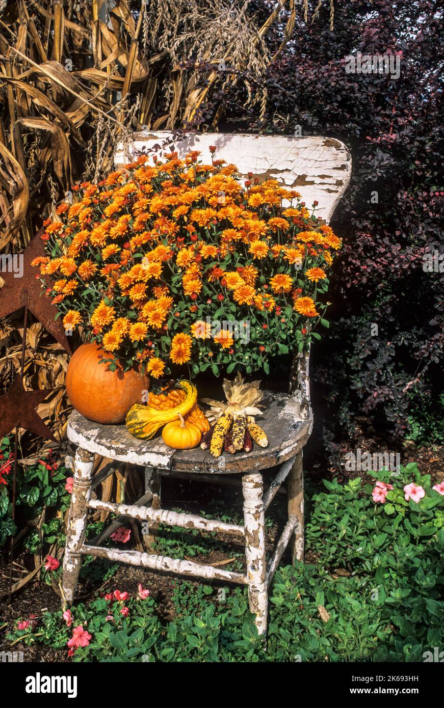 Alter Stuhl mit Herbstdekoration der Mutter, Lancaster County, Pennsylvania, PA USA USA DT Okt. 2002 Herbstszene Stockfoto