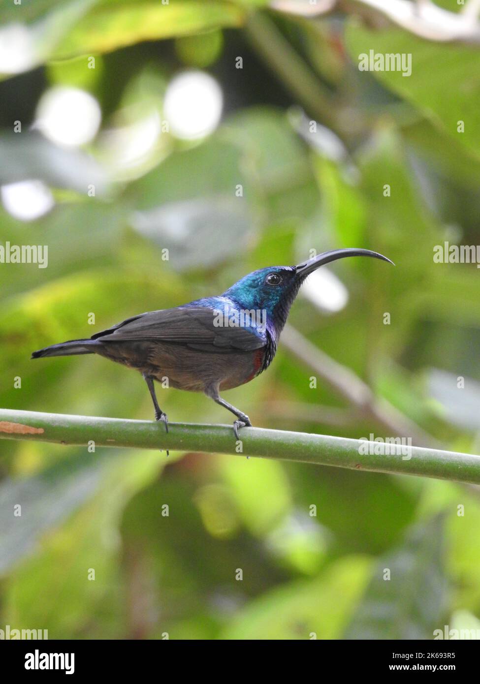 Eine vertikale Aufnahme eines niedlichen kleinen Lotens Sonnenvogels mit einem langen geschwungenen Schnabel, der auf einem grünen Ast thront Stockfoto