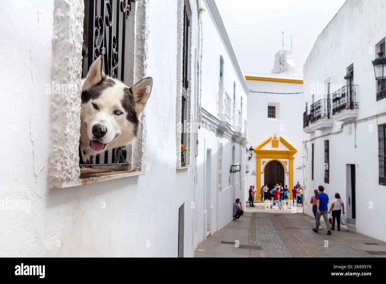 Husky Dog blickt aus einem Fenster, Vejer de la Frontera, Andalusien, Spanien Stockfoto