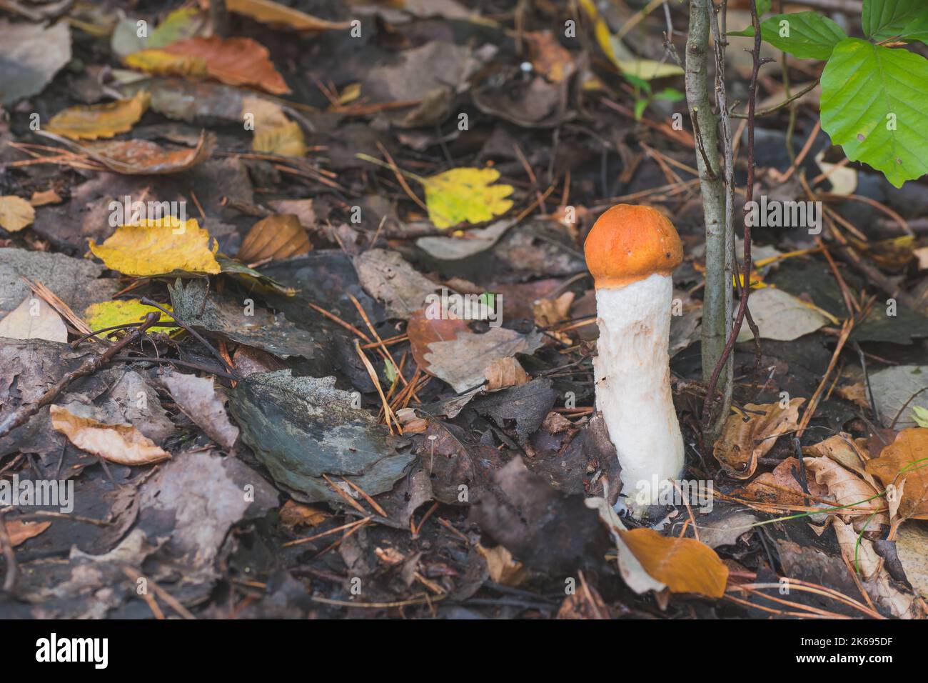 Leccinum albostipitatum oder aurantiacum. Rote Kappe oder orangefarbener Kappenpilz. Pilz in der Natur Umwelt. Platz für Text kopieren. Jugendstück. Stockfoto