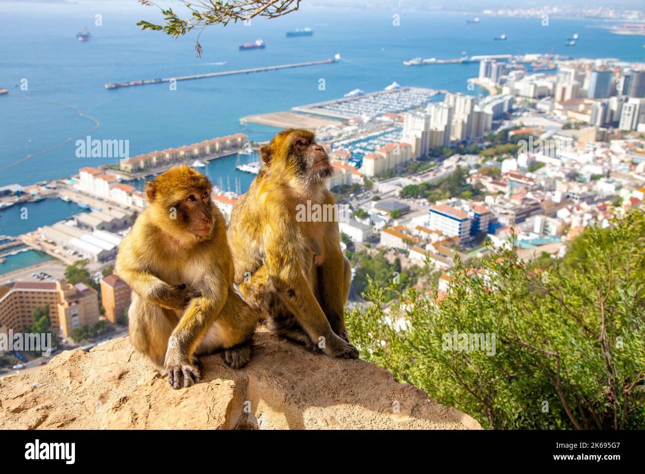 Makaken-Affen im Apes' Den mit Blick auf die Stadt und den Hafen, Upper Rock Nature Reserve, Gibraltar Stockfoto