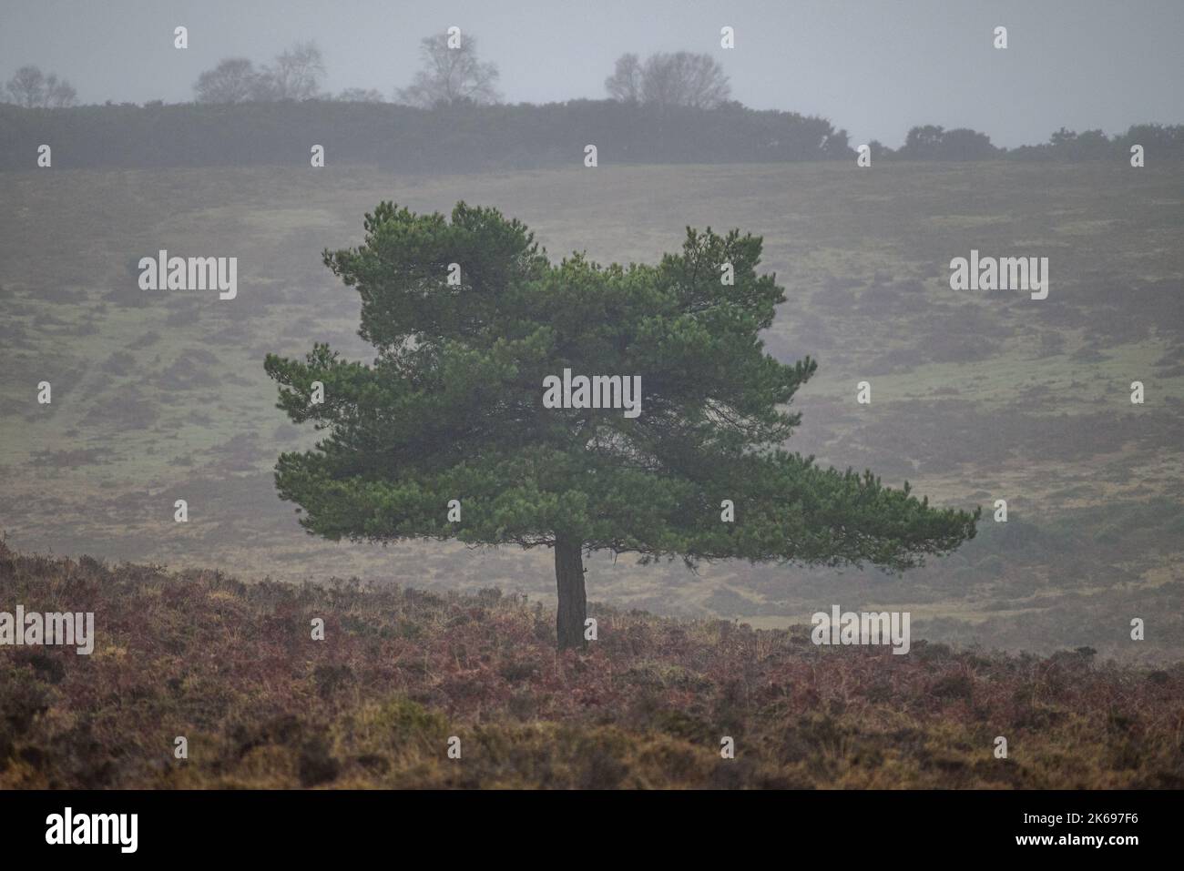 Eigenständiger Baum in Nebel und Nebel Stockfoto