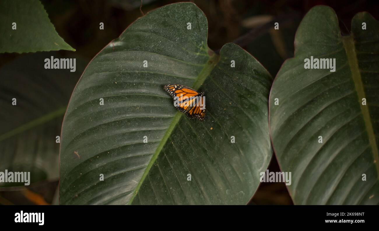 Orangefarbener Schmetterling auf einem grünen Blatt in der Natur. Stockfoto