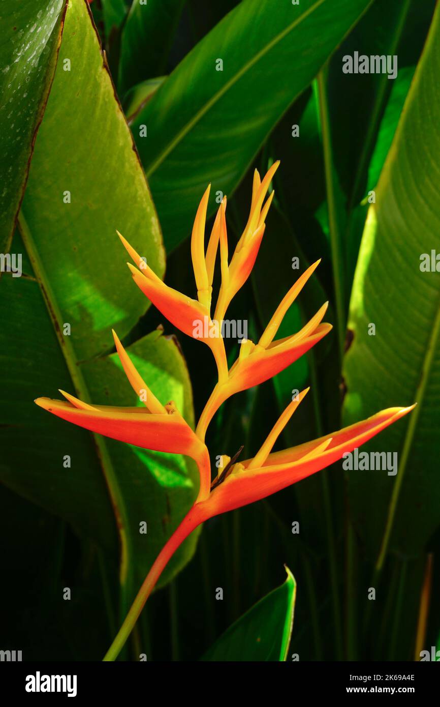 Heliconia psittacorum (Papagei Heliconia) ist eine aufrechte, immergrüne, lanzettlich bleiernde, mehrjährige Blüte, Acapulco, Mexiko Stockfoto