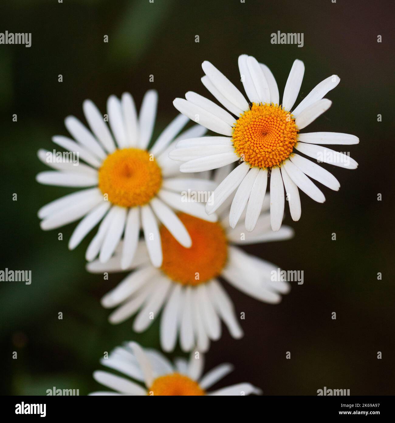 Weiße Gänseblümchen auf dunkelgrünem Hintergrund, selektiver Fokus. Blume im Sommer Stockfoto