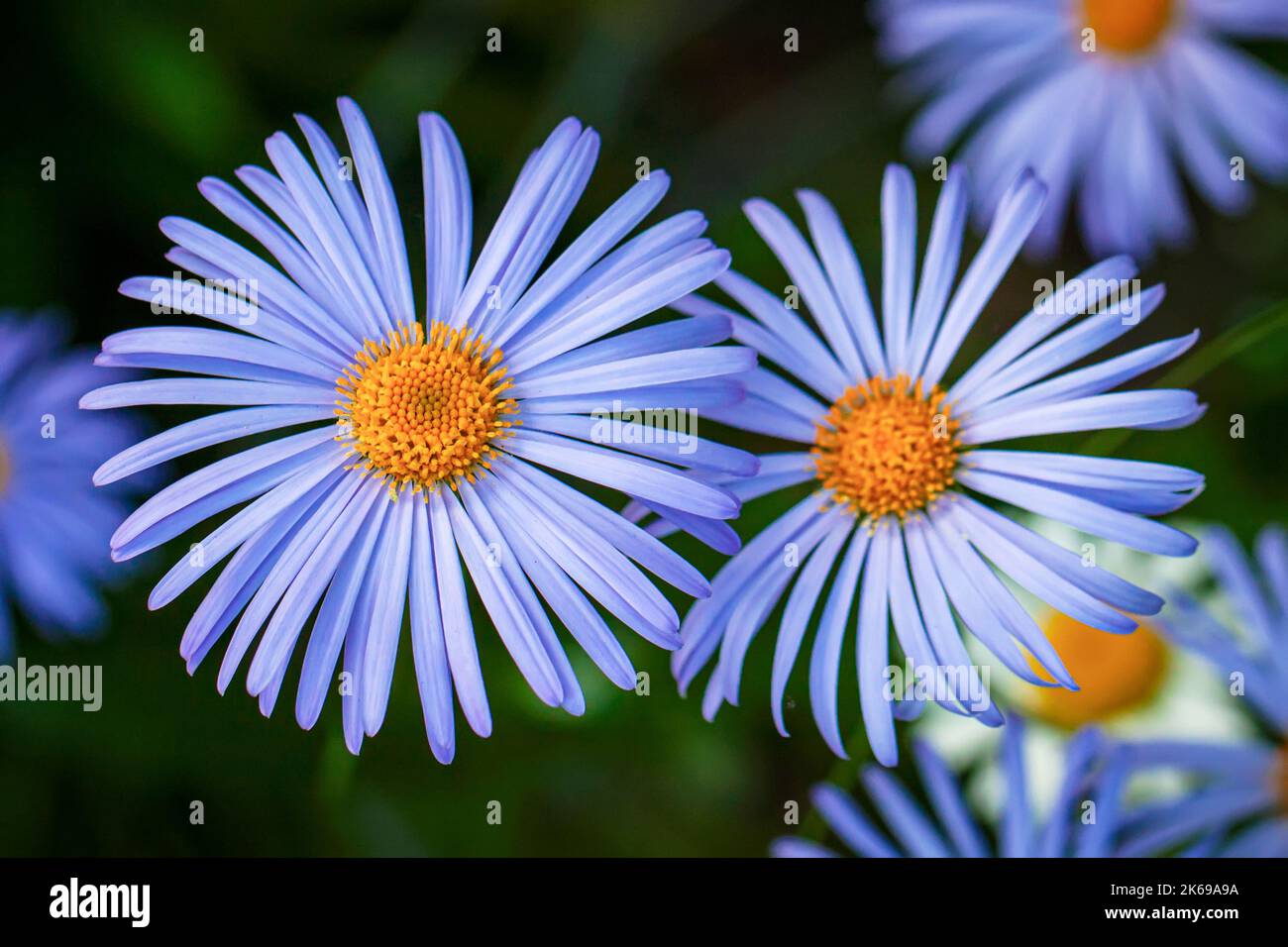 Violette Gänseblümchen, selektiver Fokus. Natürlicher Hintergrund Stockfoto