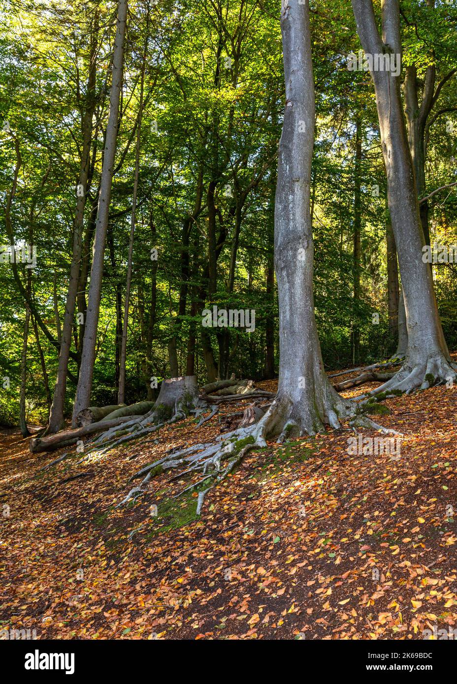 Landschaftlich reizvolle Aussicht auf die Landschaft der Lickey Hills im Herbst. Stockfoto