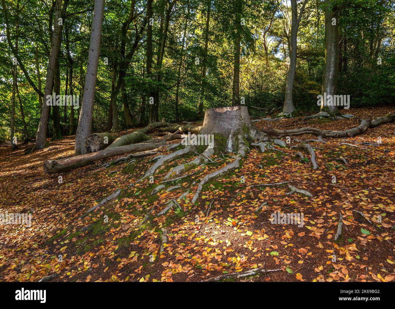 Landschaftlich reizvolle Aussicht auf die Landschaft der Lickey Hills im Herbst. Stockfoto