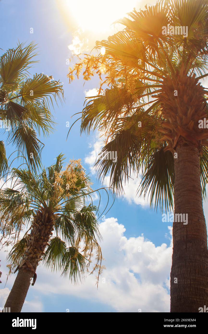 Grüne Palme auf blauem Himmel und weißen Wolken Hintergrund. Horizontales Foto. Sommer Hintergrund, Urlaub touristischen Konzept Stockfoto