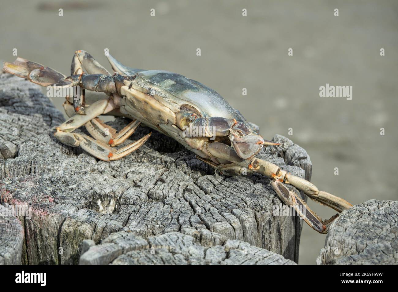 Marmorsteinkrabbe oder Runner Crab (Pachygrapsus marmoratus (Fabricius, 1787) Tod Stockfoto