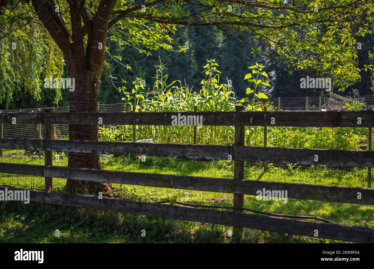 Holzzaun auf dem Bauernhof in der Landschaft. Grüner Garten auf einem kleinen Hof an einem Sommertag. Niemand, selektiver Fokus Stockfoto